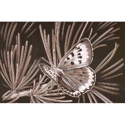 Гравюра Reeves (Oasis)