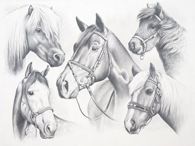 Набор для раскрашивания Reeves (Oasis)