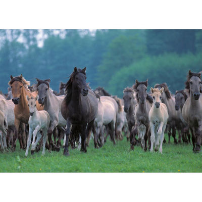 Пазл Ravensburger