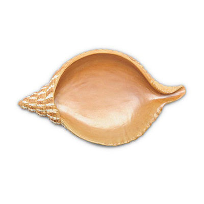 Мыльница Blonder Home, цвет цвет мультиколор