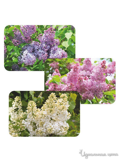 Салфетка для сервировки Сиреневый сад, 39*25 см Мультидом, цвет в ассортименте