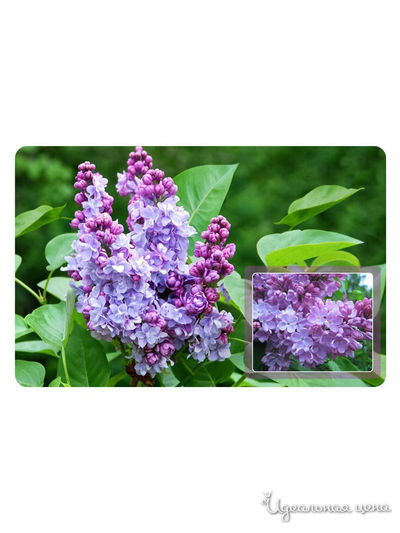 Салфетка Сирень, 39*25 см Мультидом, цвет в ассортименте