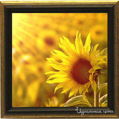 Миниатюра Top posters