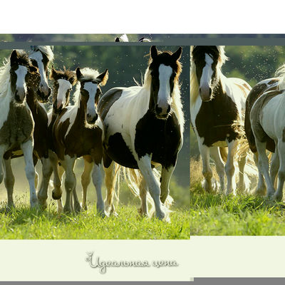 Пазл Ravensburger